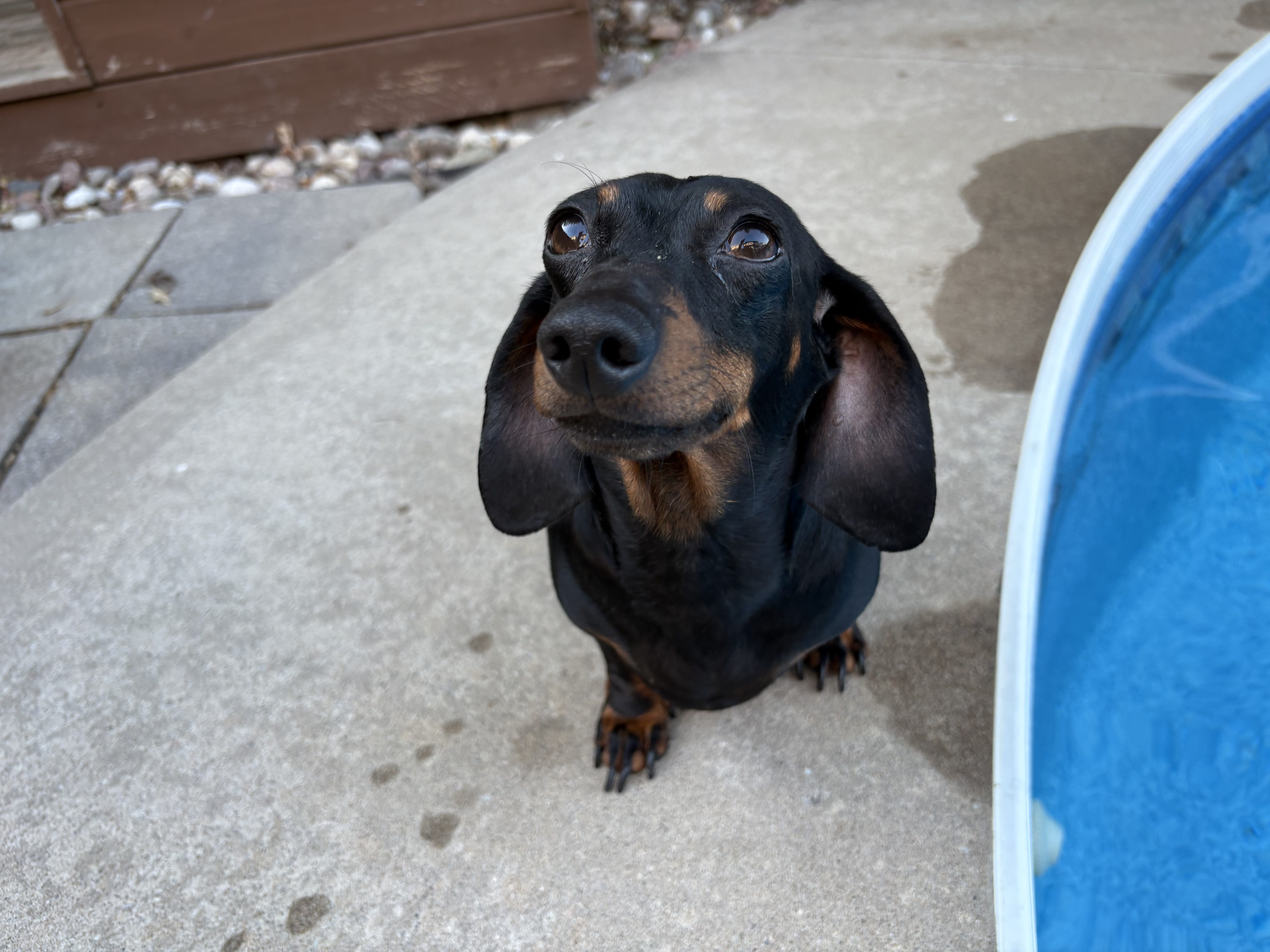 Harlow, a Northern Girl Doxies dachshund