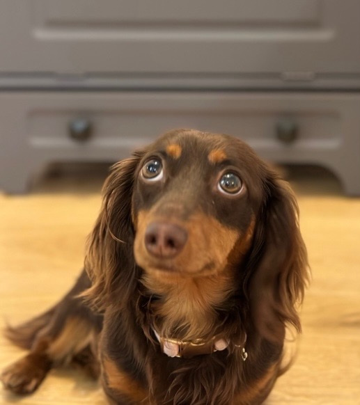 Harper, a Northern Girl Doxies dachshund
