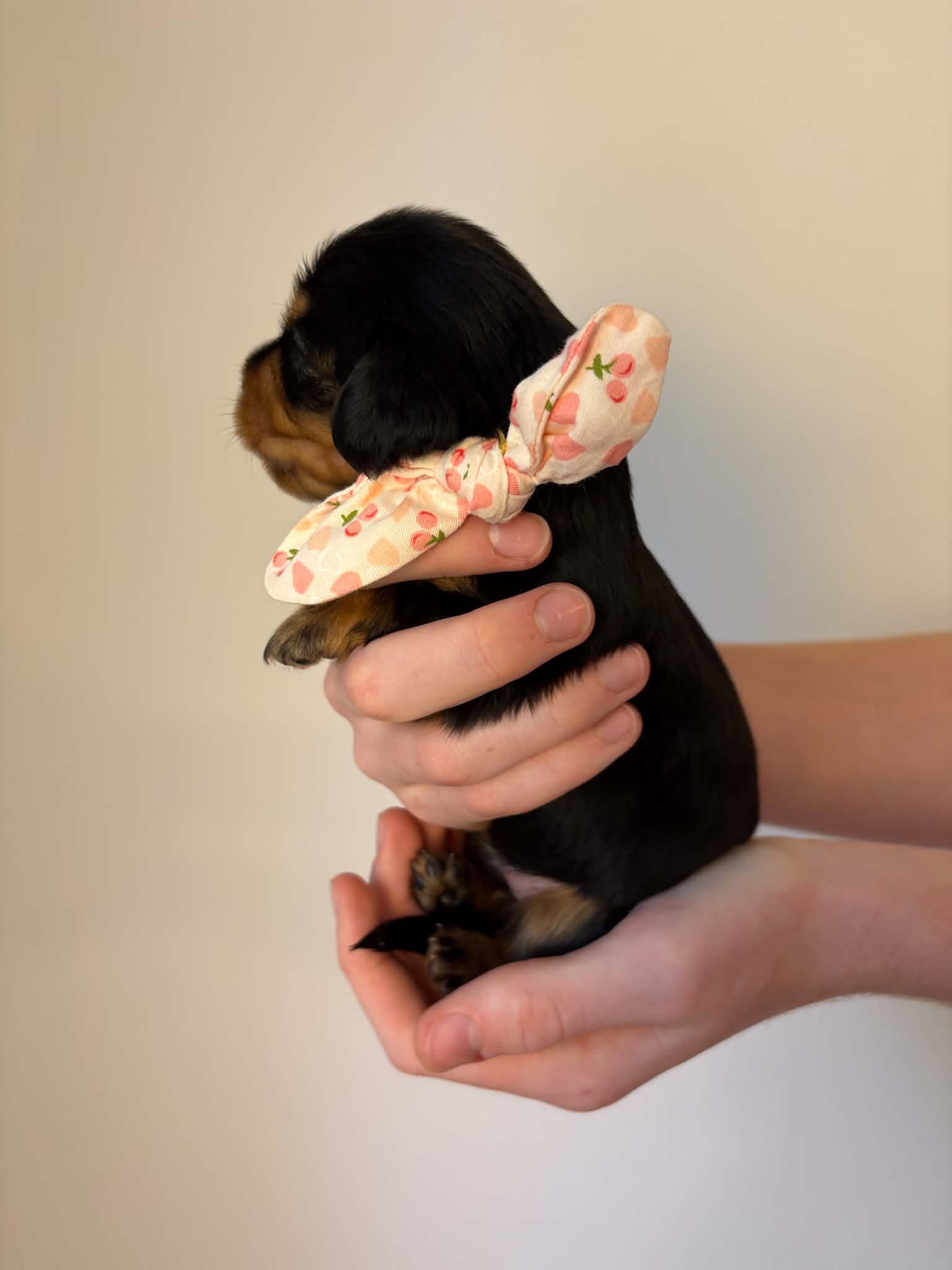 Female Black and Tan puppy from Harper’s Litter