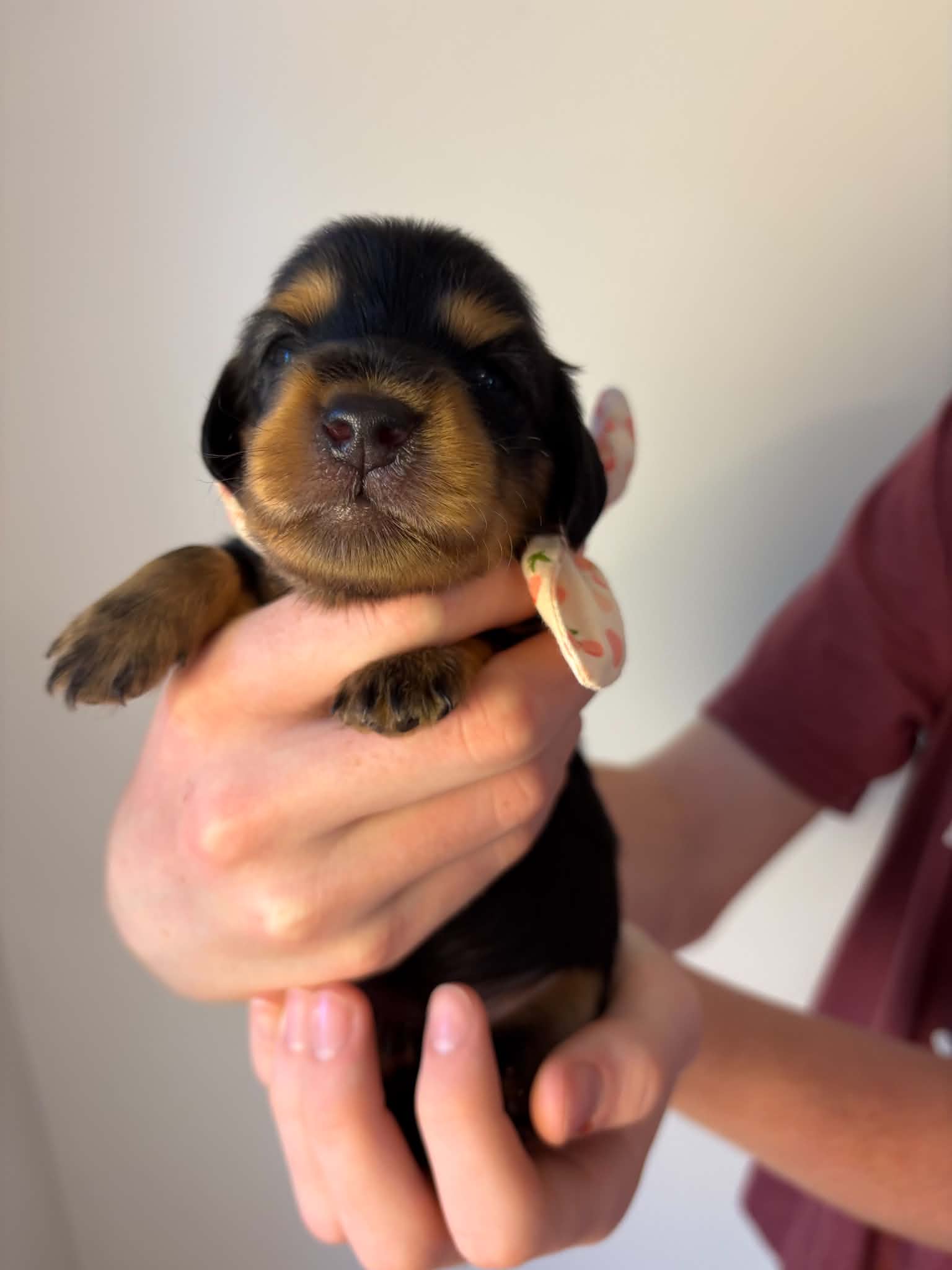 Female Black and Tan puppy from Harper’s Litter