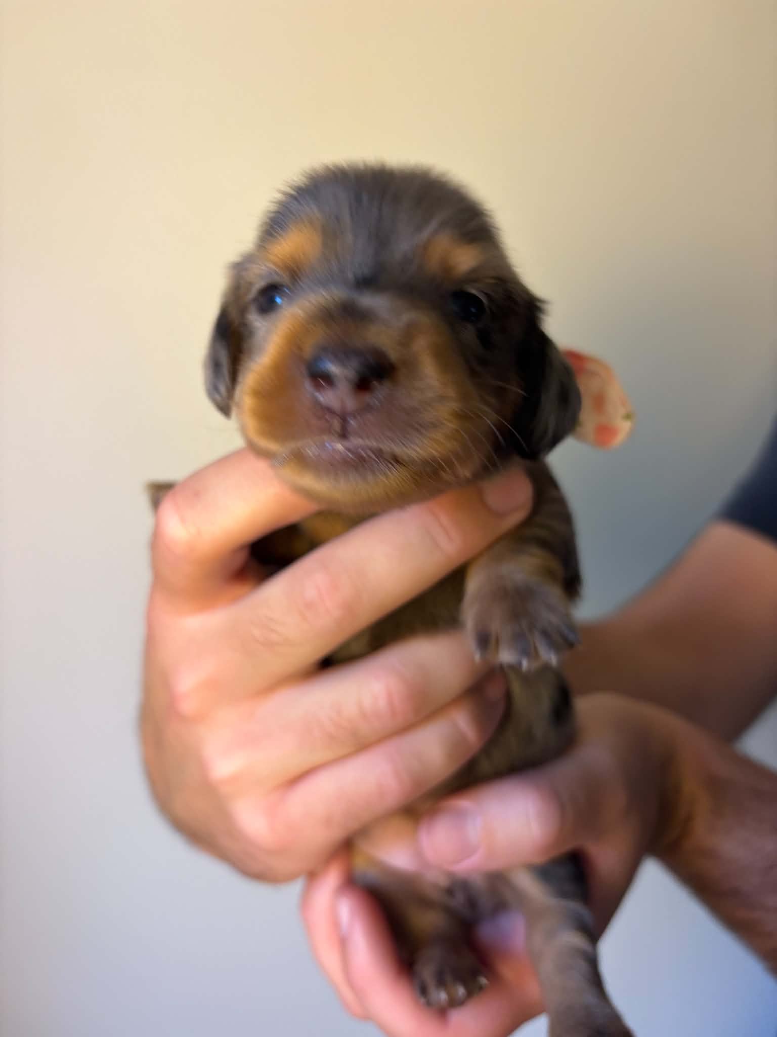 Female Silver Dapple puppy from Harper’s Litter