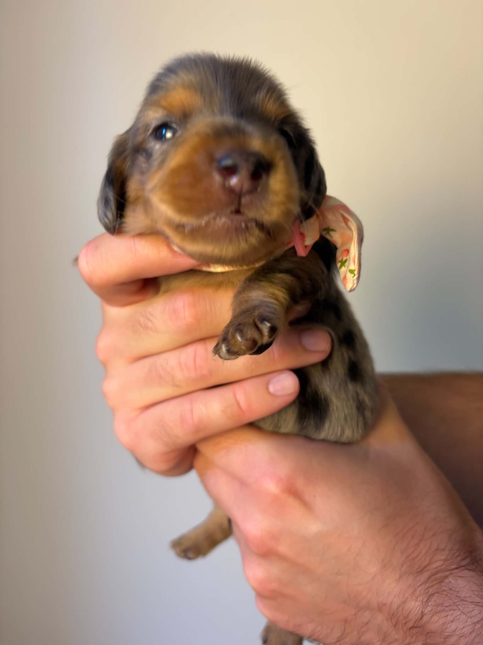 Female Silver Dapple puppy from Harper’s Litter