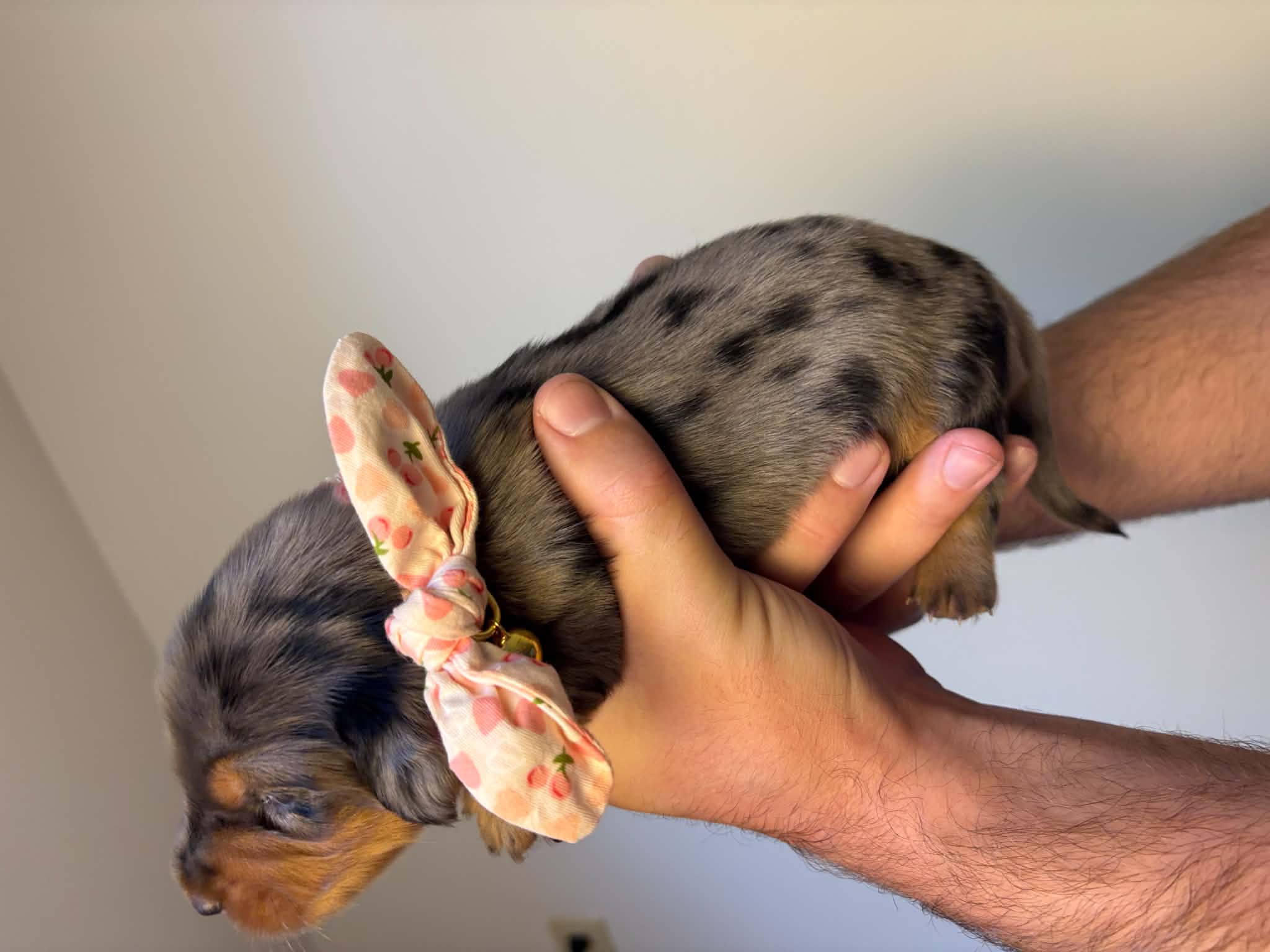 Female Silver Dapple puppy from Harper’s Litter