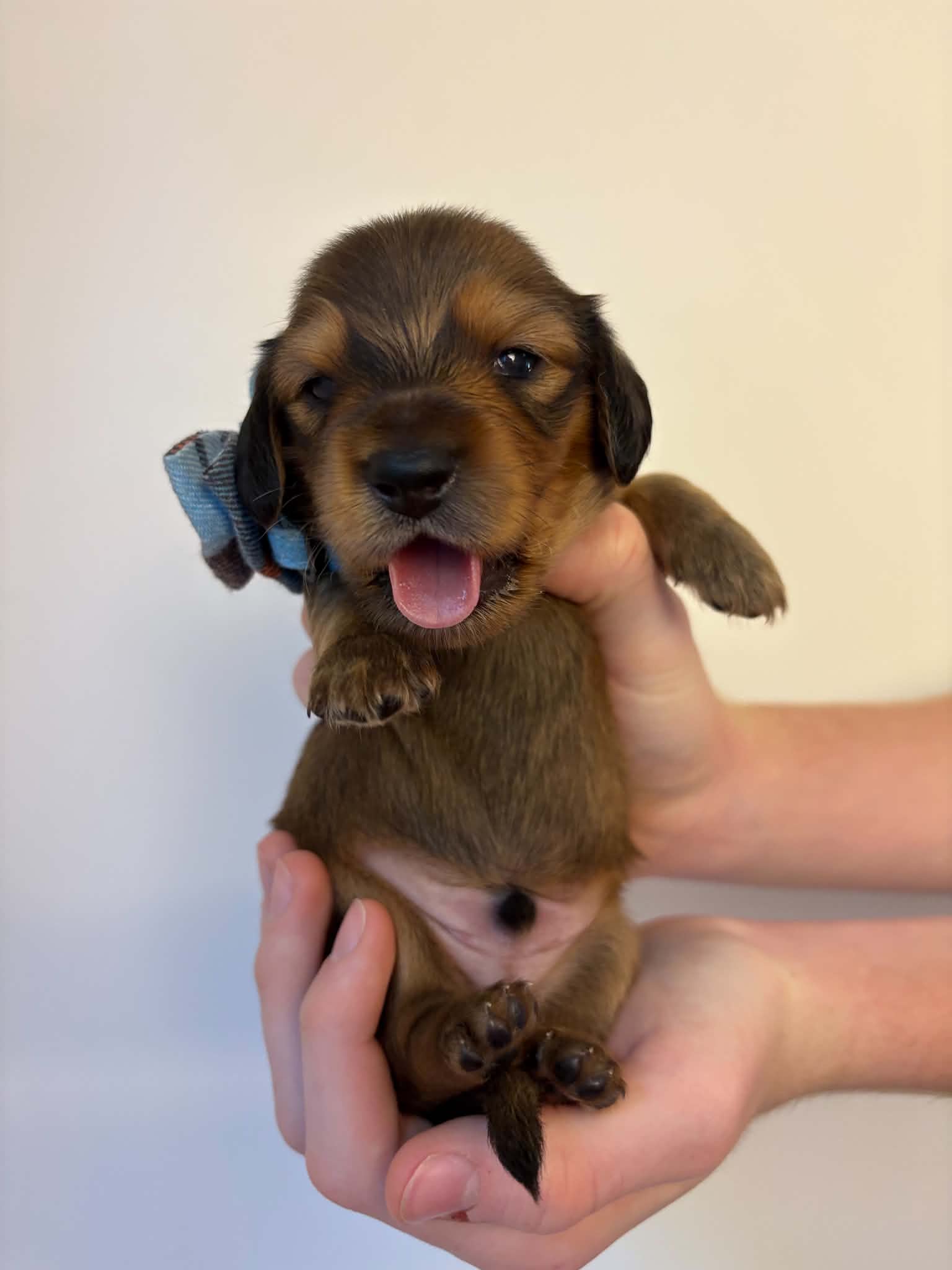 Male Shaded Red puppy from Harper’s Litter