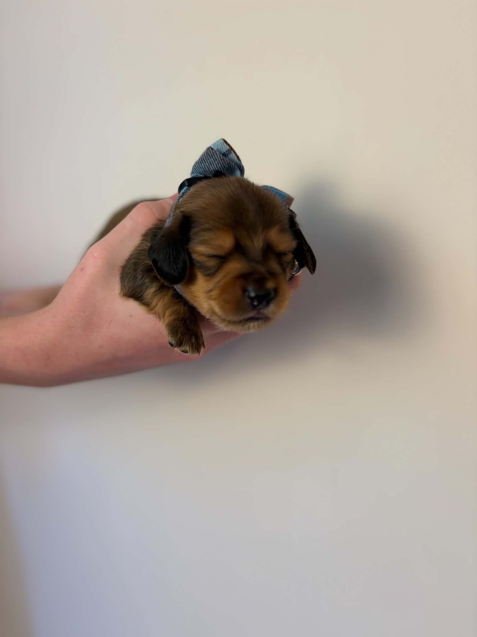 Male Shaded Red puppy from Harper’s Litter
