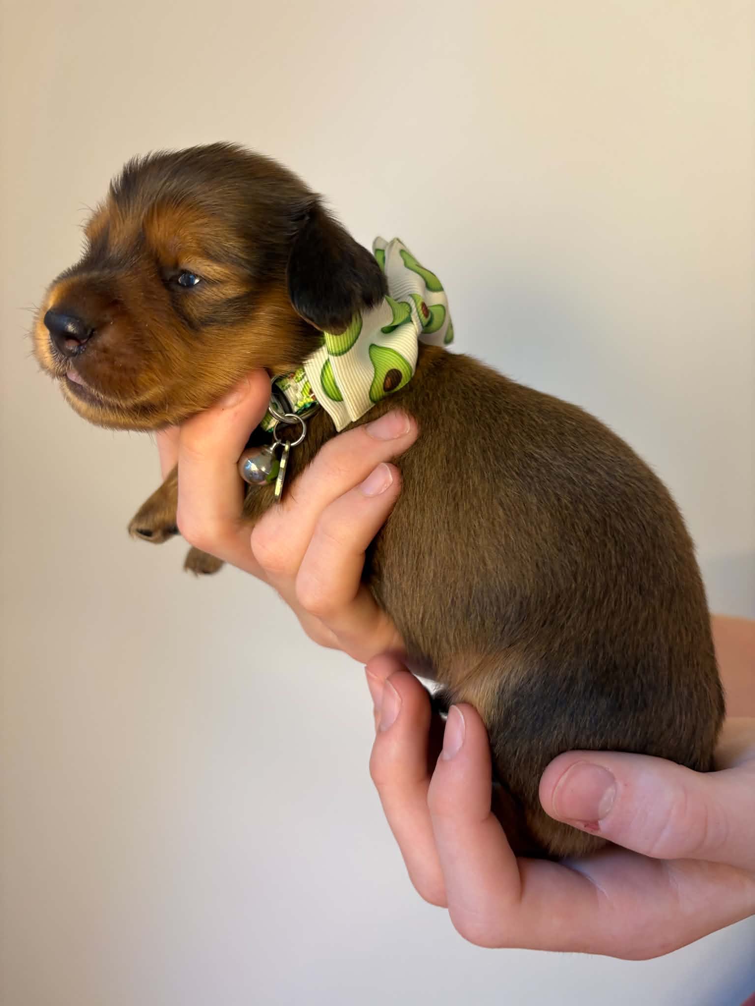 Male Shaded Red puppy from Harper’s Litter