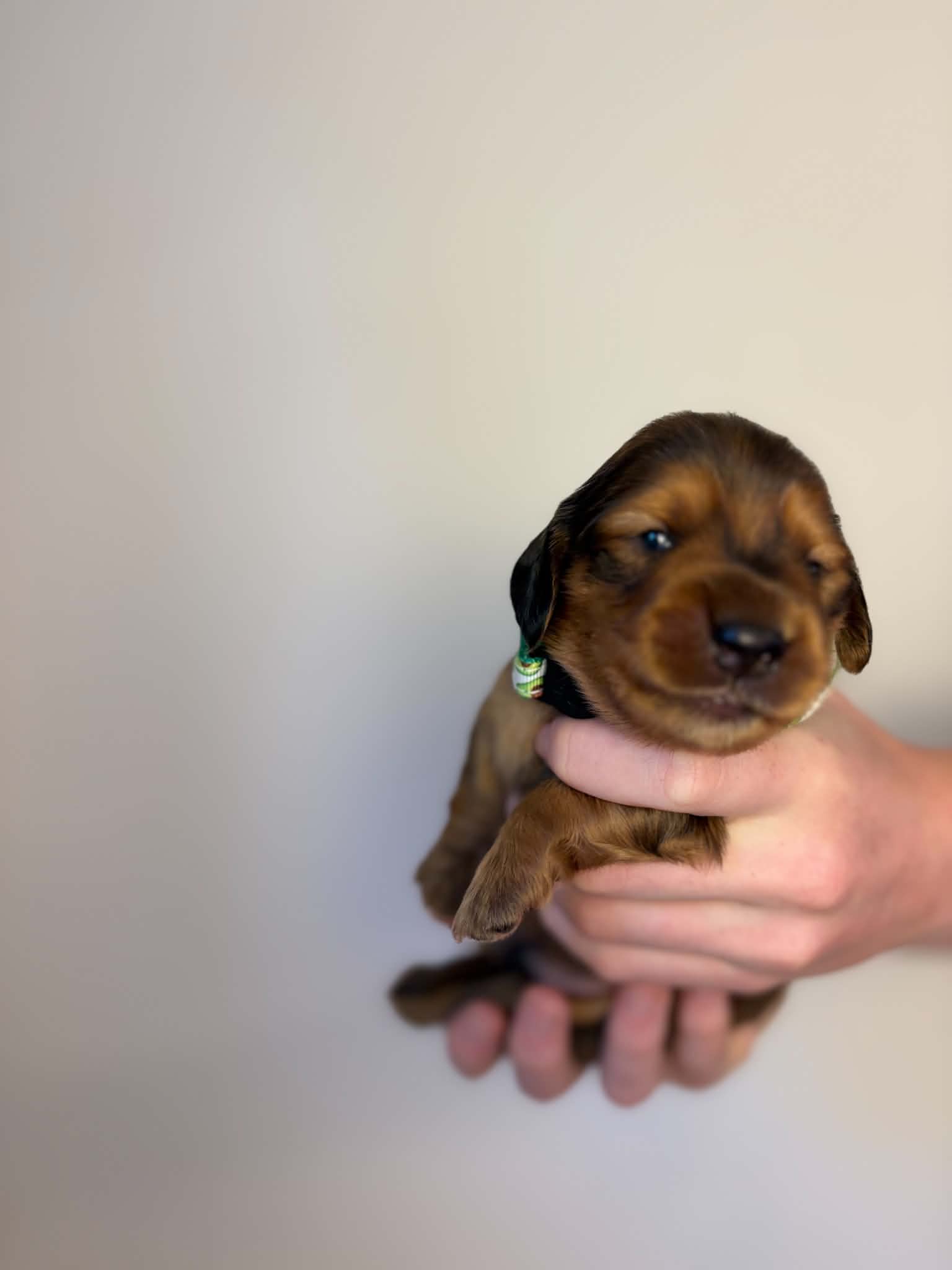 Male Shaded Red puppy from Harper’s Litter