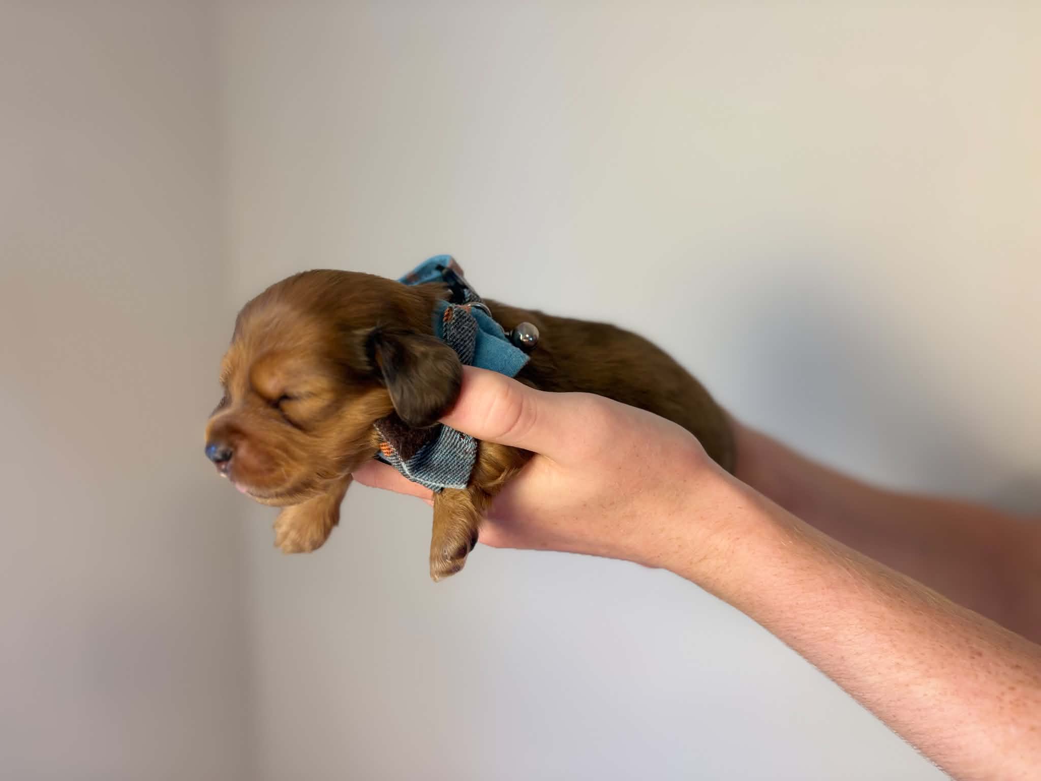 Male Strawberry Blonde puppy with dapple markings from Harper’s Litter