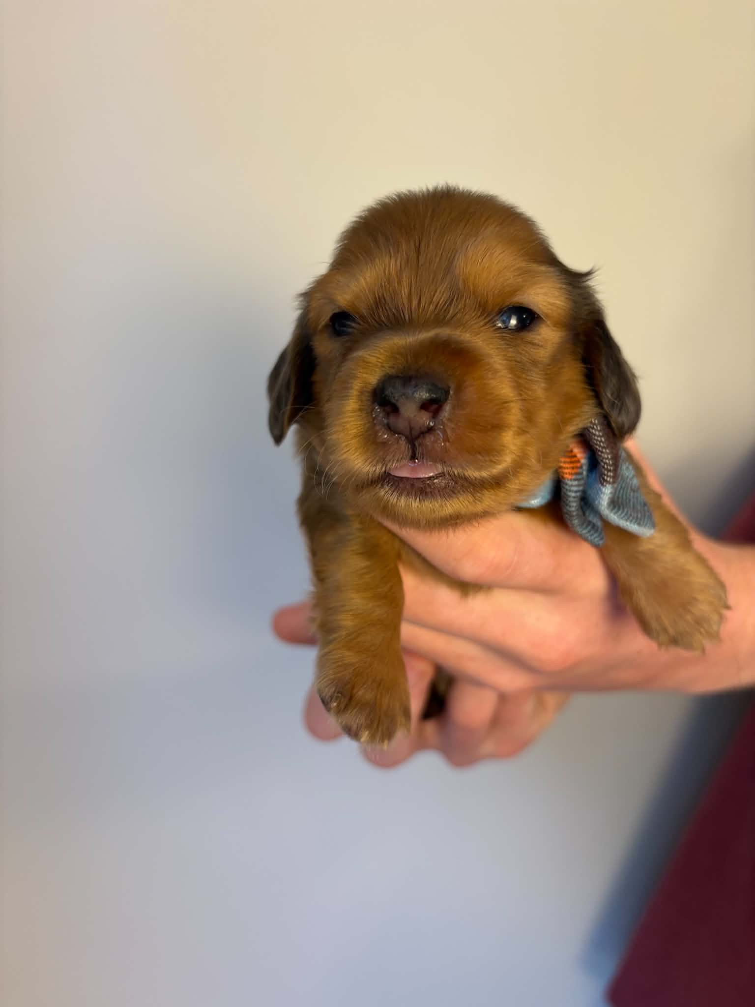 Male Strawberry Blonde puppy with dapple markings from Harper’s Litter