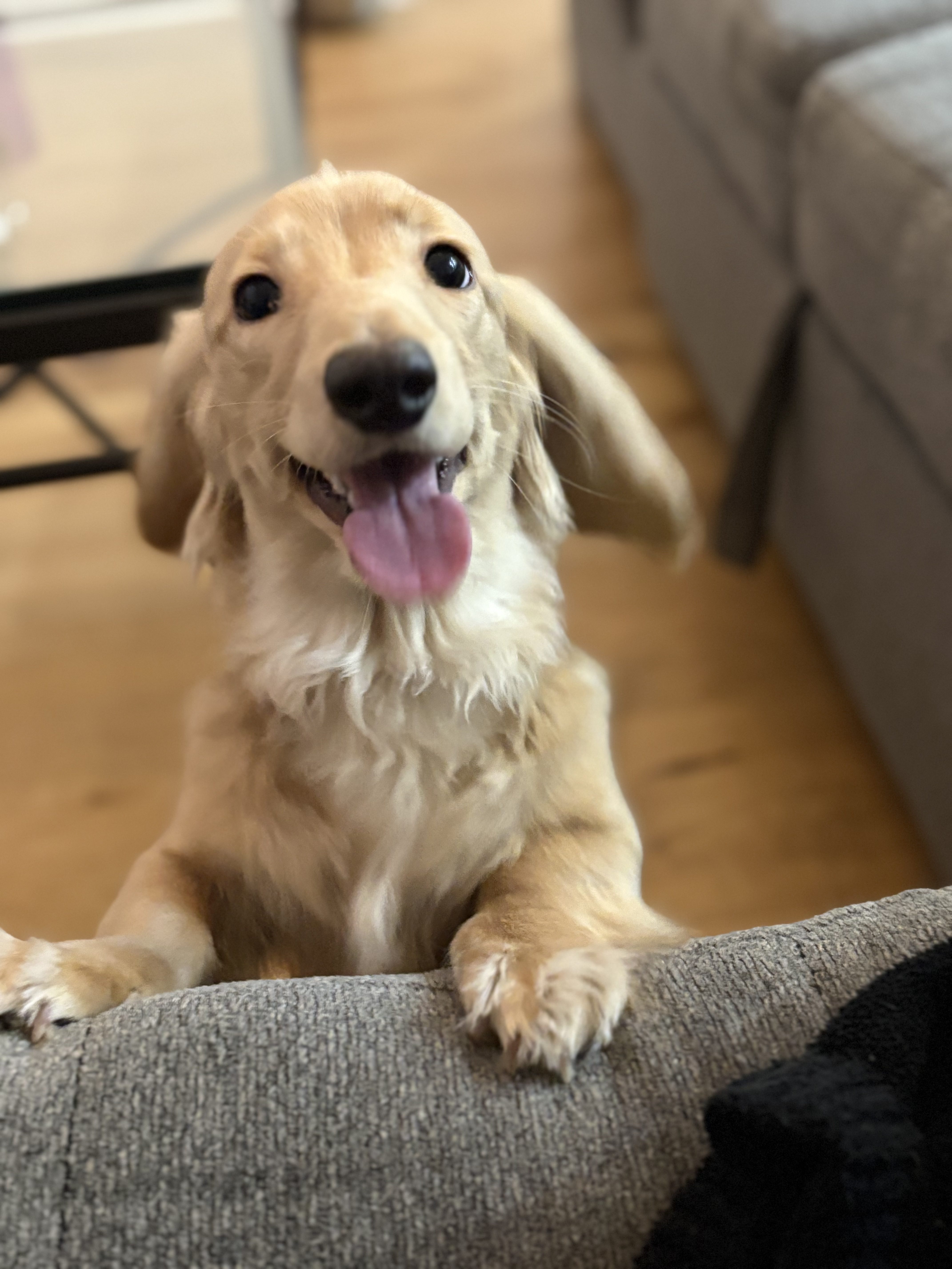 Hunter, a Northern Girl Doxies dachshund